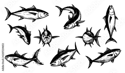 Dynamic tuna fish hand drawn black ink illustrations and swimming poses