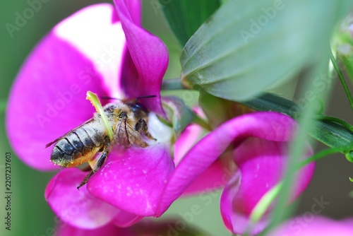 Collecing nectar from a wild sweetpea flower