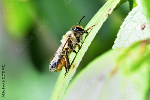 Leafcutter Bee warming itself up in the sunshine