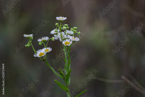 white flowers on a green background