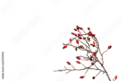 A natural rosehip branch, isolated on a transparent background, with its red berries and thorns.