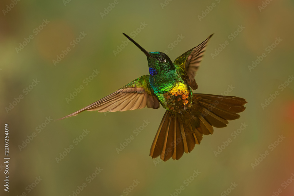 Obraz premium Golden-bellied Starfrontlet (Coeligena bonapartei) flying, glittering green hummingbird with golden orange belly, violet-blue throat, rufous wings and tail spread wide, Andean cloud forest, Colombia