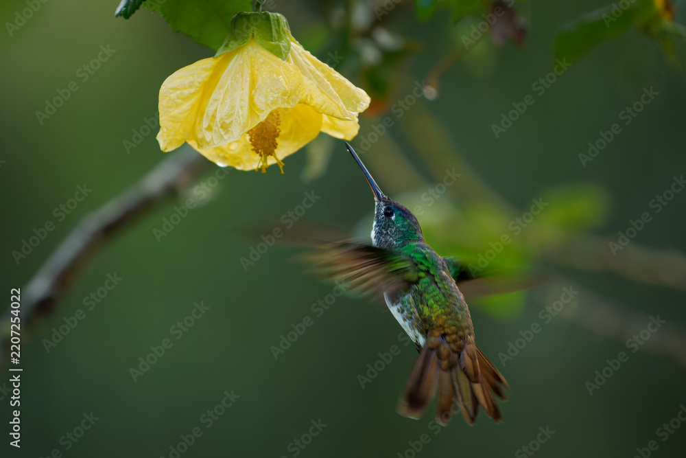 Obraz premium Andean Emerald (Uranomitra franciae, Amazilia franciae) hovering under wet yellow flower, green hummingbird with white belly and bronze tail feeding on nectar, Andean cloud forest, Colombia