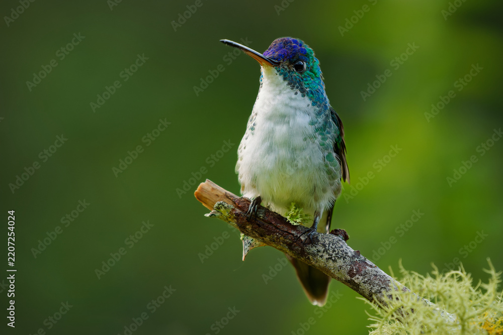 Obraz premium Andean Emerald (Uranomitra franciae) perched on lichen covered branch, beautiful hummingbird with violet-blue crown, turquoise flanks and pure white belly, Andean cloud forest, Colombia