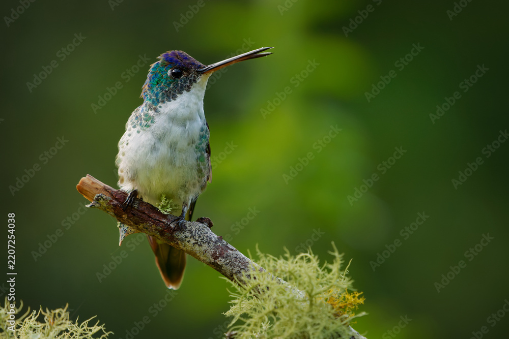Obraz premium Andean Emerald (Uranomitra franciae, Amazilia franciae) sitting on dead branch with Usnea lichen, hummingbird with shiny blue cap and white breast, dark green background, Andes, Colombia