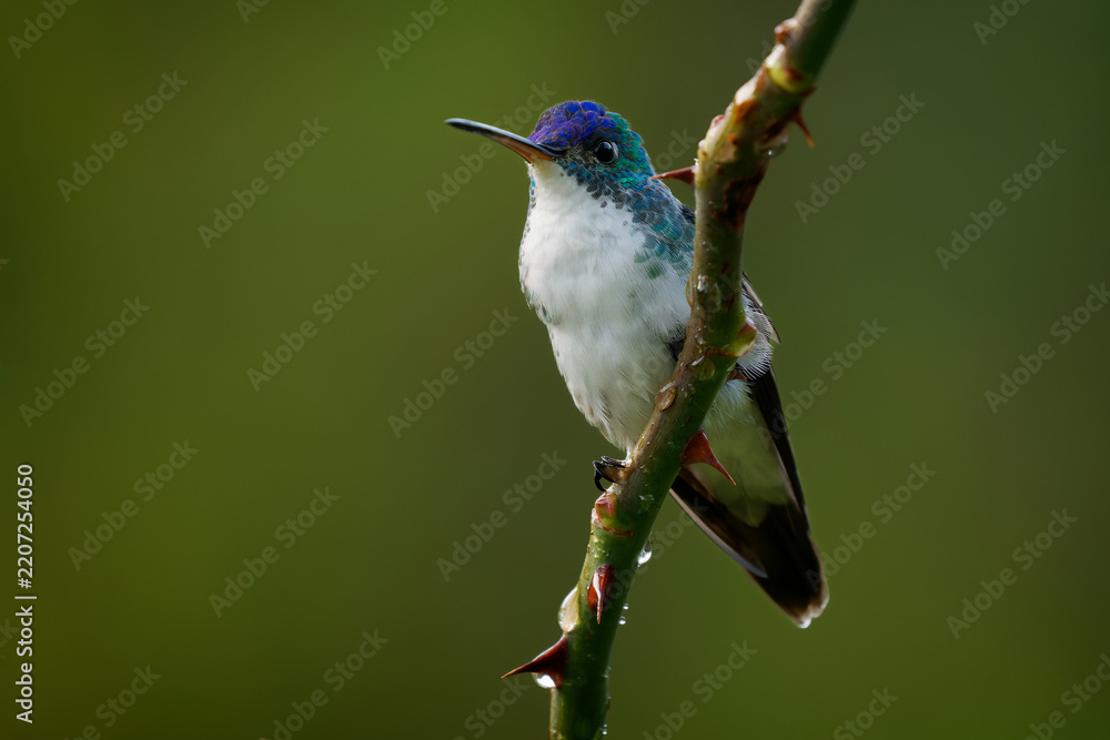 Obraz premium Andean Emerald (Uranomitra franciae) sitting on thorny wet stem after rain, hummingbird with glittering violet-blue crown, turquoise neck and white breast, Andean cloud forest, Colombia
