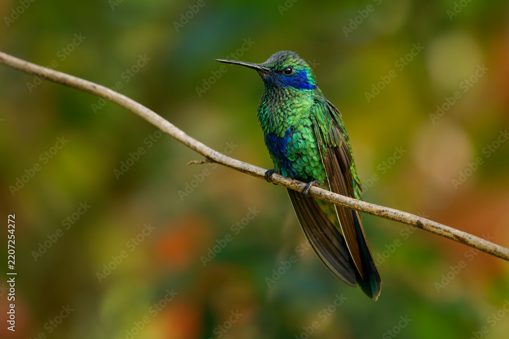 Obraz premium Sparkling Violetear (Colibri coruscans) sitting on twig, shiny emerald green hummingbird with violet-blue ear patch and blue belly, colorful soft bokeh background, Andean cloud forest, Colombia