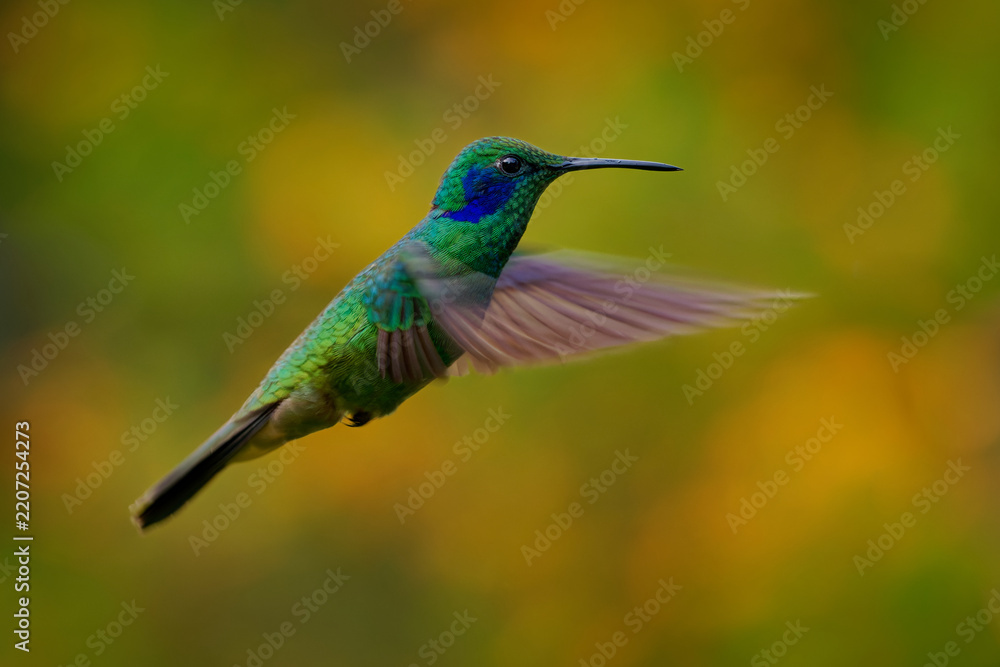 Obraz premium Lesser Violetear (Colibri cyanotus), formerly Green Violetear, flying glittering green hummingbird with blue ear patch and dark tail band, yellow flower bokeh background, Andes mountains, Colombia
