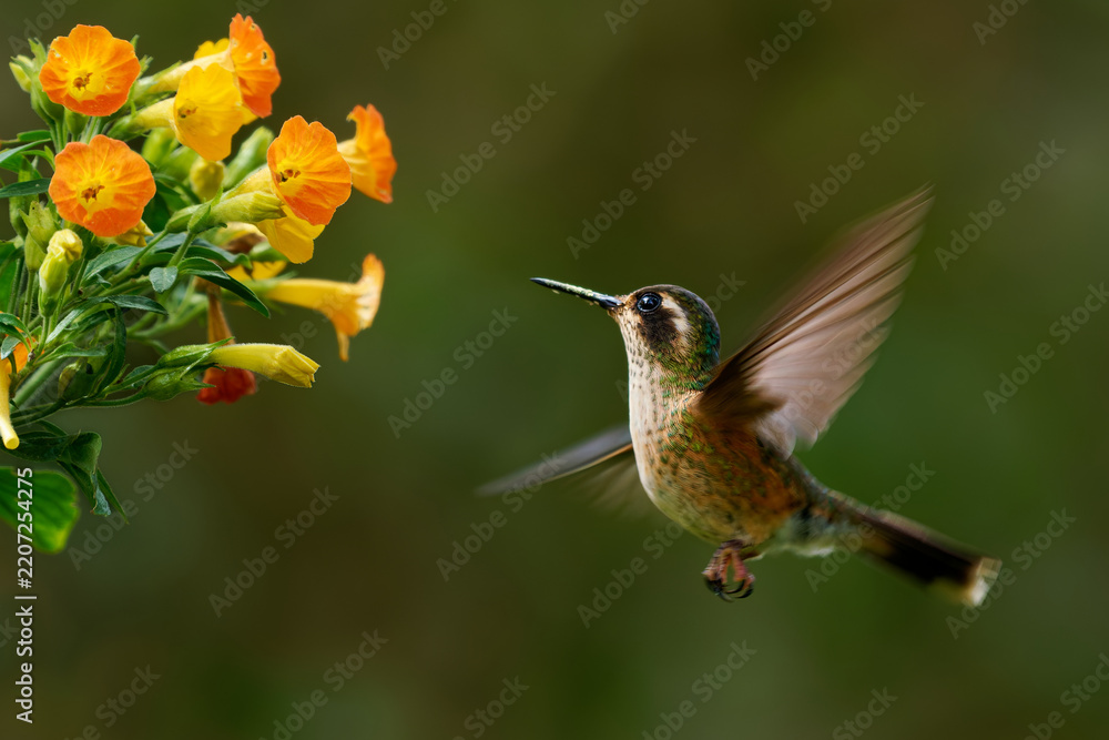 Obraz premium Speckled Hummingbird (Adelomyia melanogenys) hovering near orange and yellow flowers, small spotted brown and green hummingbird with dark mask and pale eyebrow, cloud forest of the Andes, Colombia