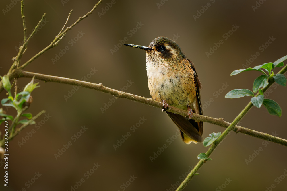 Obraz premium Speckled Hummingbird (Adelomyia melanogenys) perched on bare branch with fresh green leaves, portrait of small spotted brown Andean hummingbird with dark mask, cloud forest in the Andes of Colombia