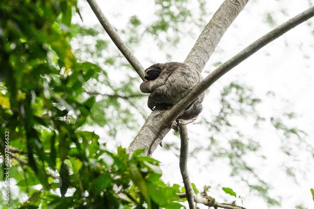 Obraz premium Sloth in Cerro Ancon, Panama