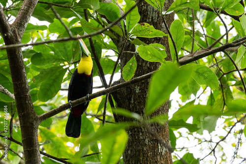 Toucan in Panama