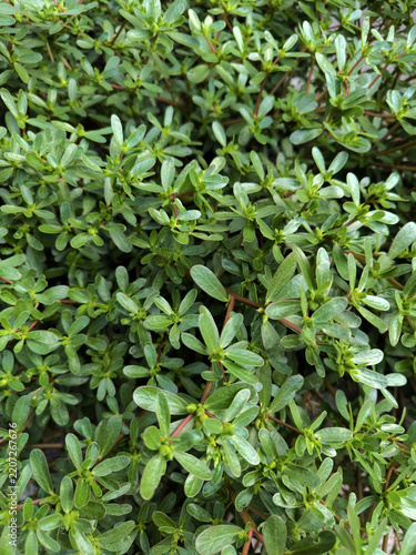 Fresh Green Purslane Leaves