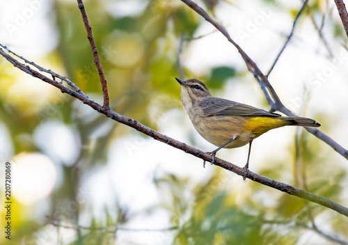 Palm Warbler on a branch in an Autumn Forest 