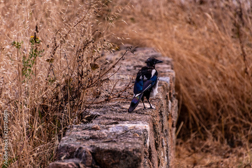 Pica pica pertenece a la familia corvidae.