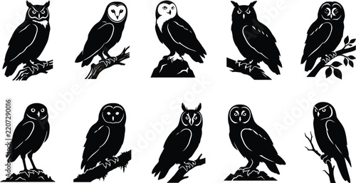 A collection of ten different owl species illustrated in a vintage black and white woodcut style isolated on a plain white background for design