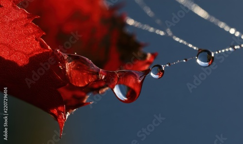 Red flower drop water on web with sunlight reflections