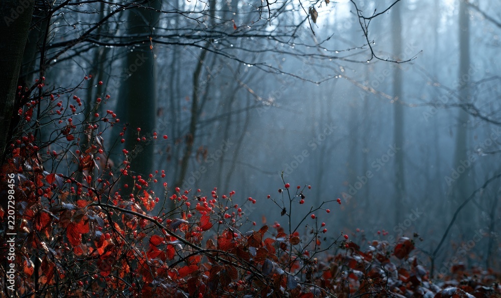 Obraz premium Foggy woodland with colorful foliage
