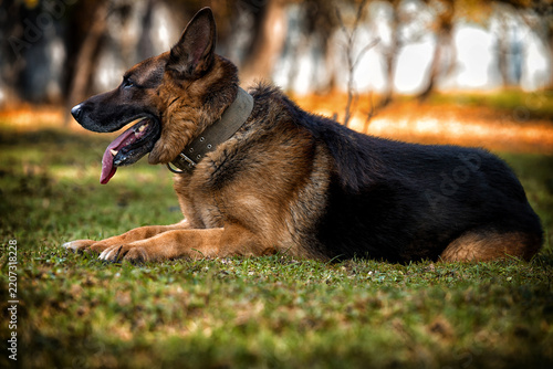 German Shepherd Dog Laying On Grass