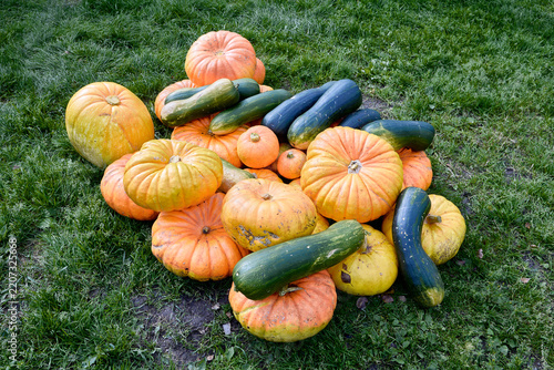 Yield of fresh pumpkins and colorful squash gathered together on grass, highlighting abundant garden produce and seasonal vegetable variety.