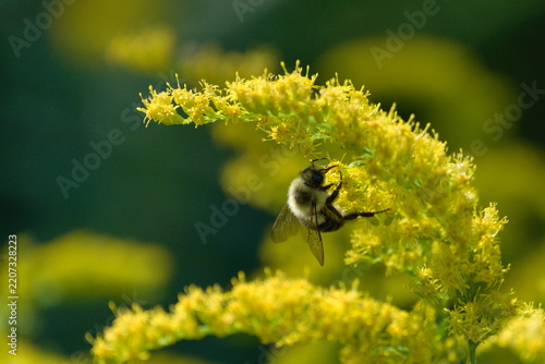 Bumble Bee Getting Nectar from Beautiful Yellow Flower
