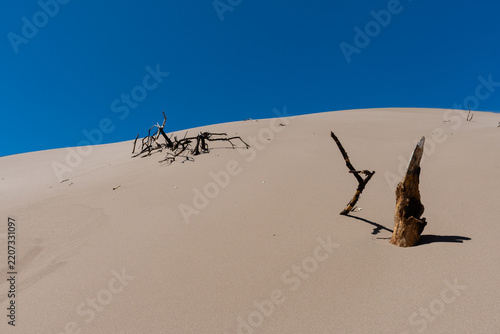 A landscape of a barren sand dune with remnants of dry vegetation.