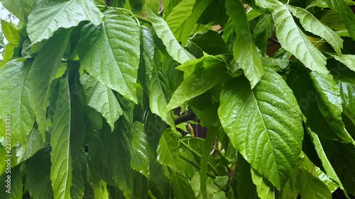 Wet Green Leaves with Falling Rain and Water Droplets Close Up