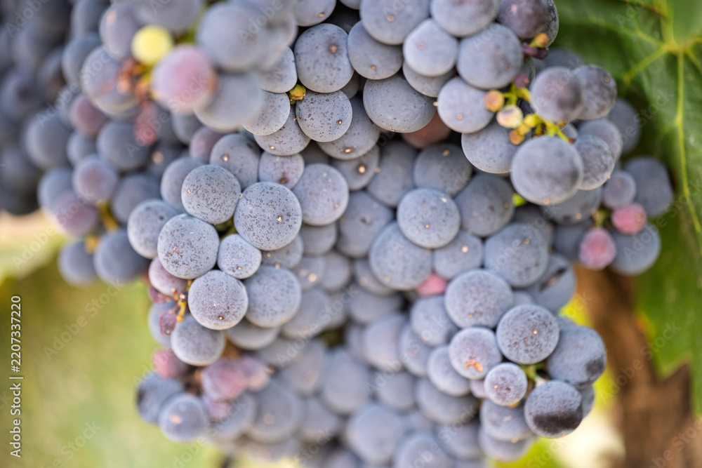 Obraz premium Close-up of ripe purple grape clusters on vine