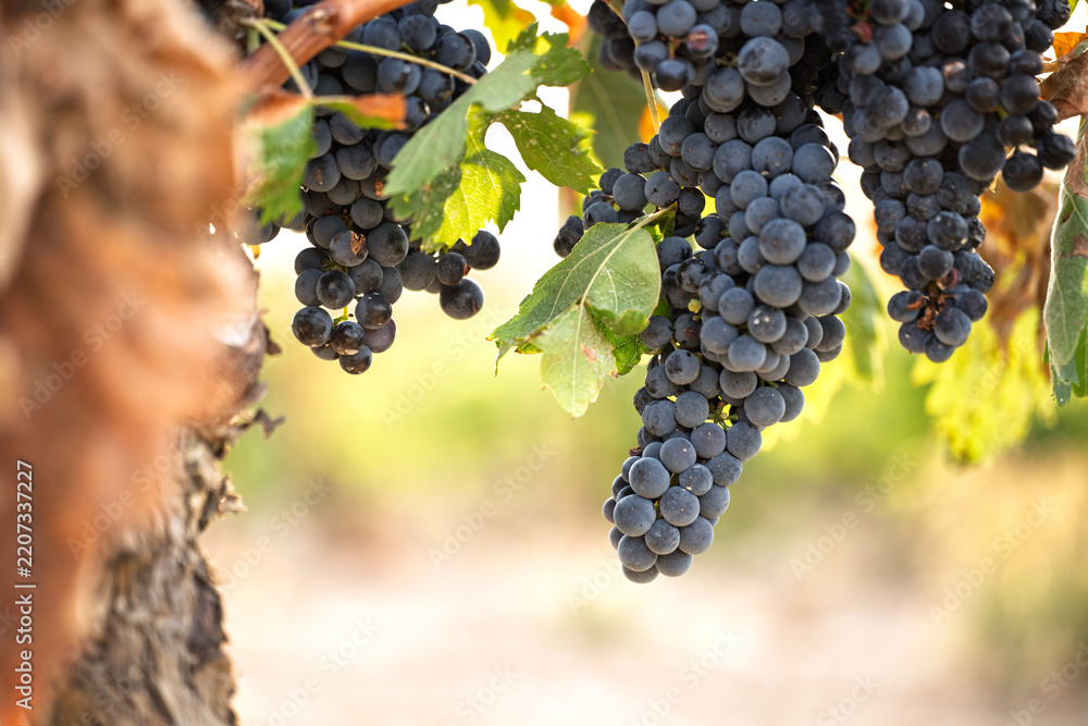 Obraz premium Ripe dark grapes hanging from old grapevine in vineyard