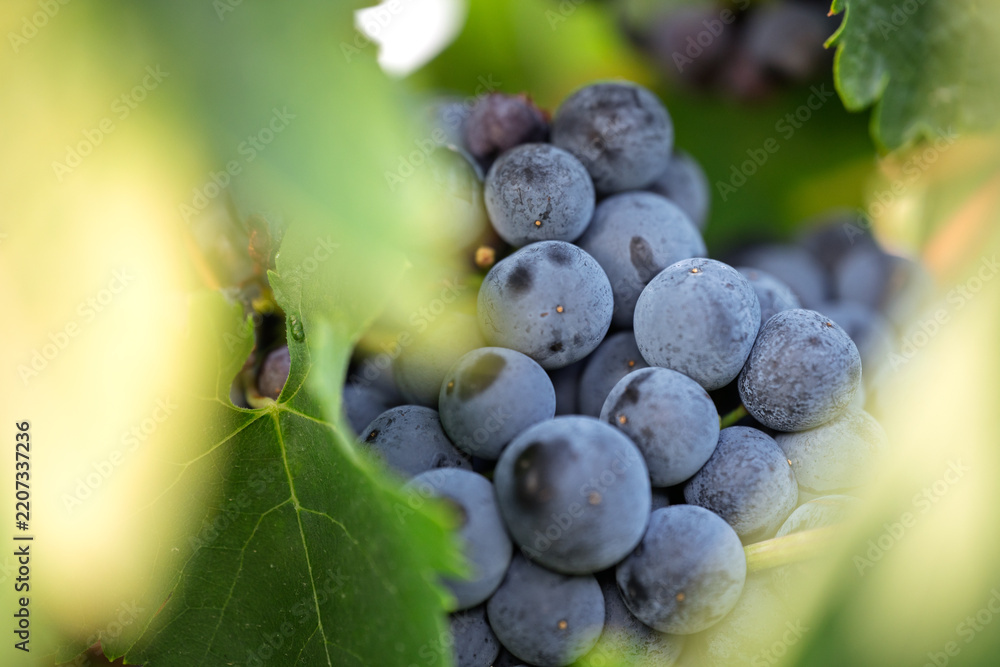 Obraz premium Ripe dark grapes partially hidden by vine leaves
