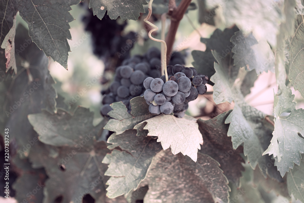 Obraz premium Dark grape cluster surrounded by grapevine leaves