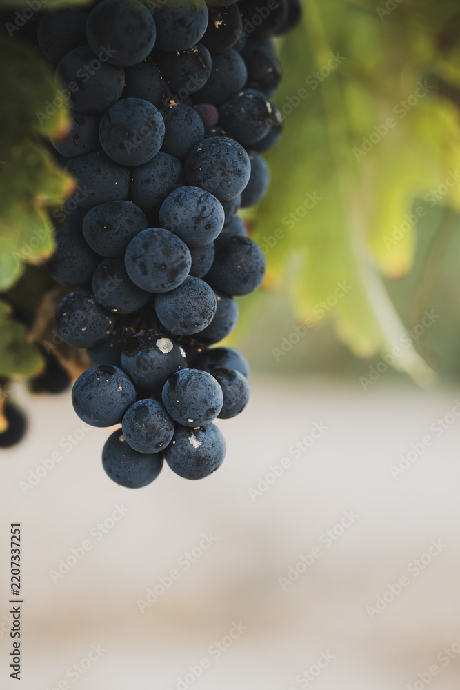 Obraz premium Ripe dark grape bunch hanging from grapevine