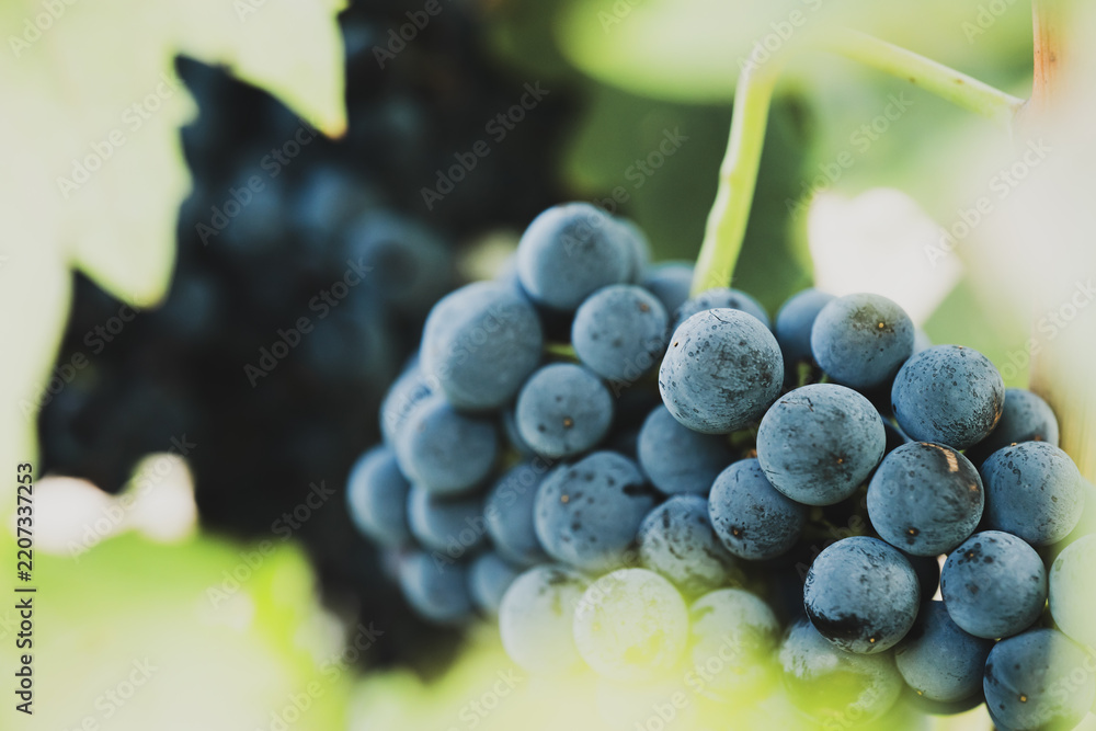 Obraz premium Close-up of ripe blue-purple grapes on vine
