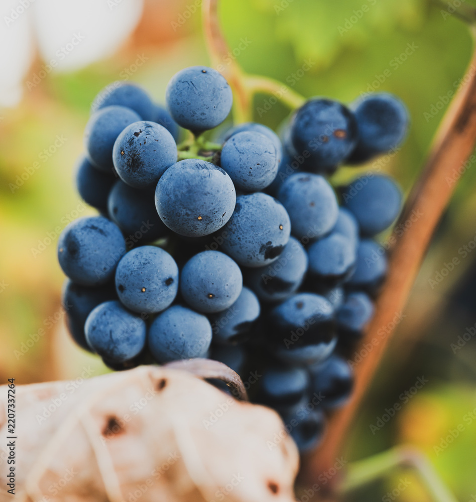 Obraz premium Ripe blue-purple grape bunch hanging on vine