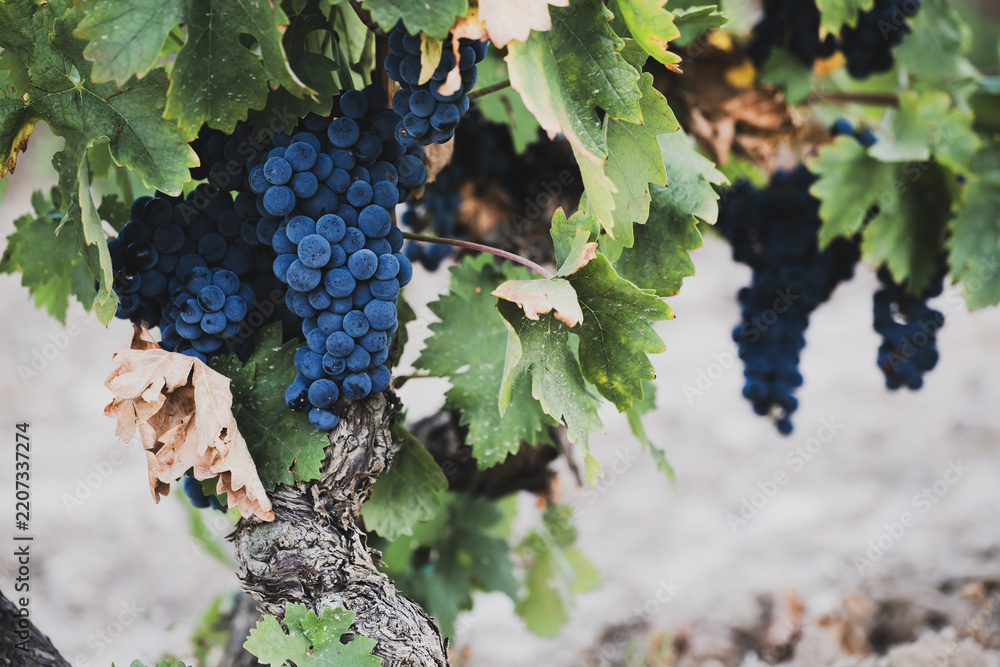Obraz premium Ripe dark grape clusters growing on old grapevine