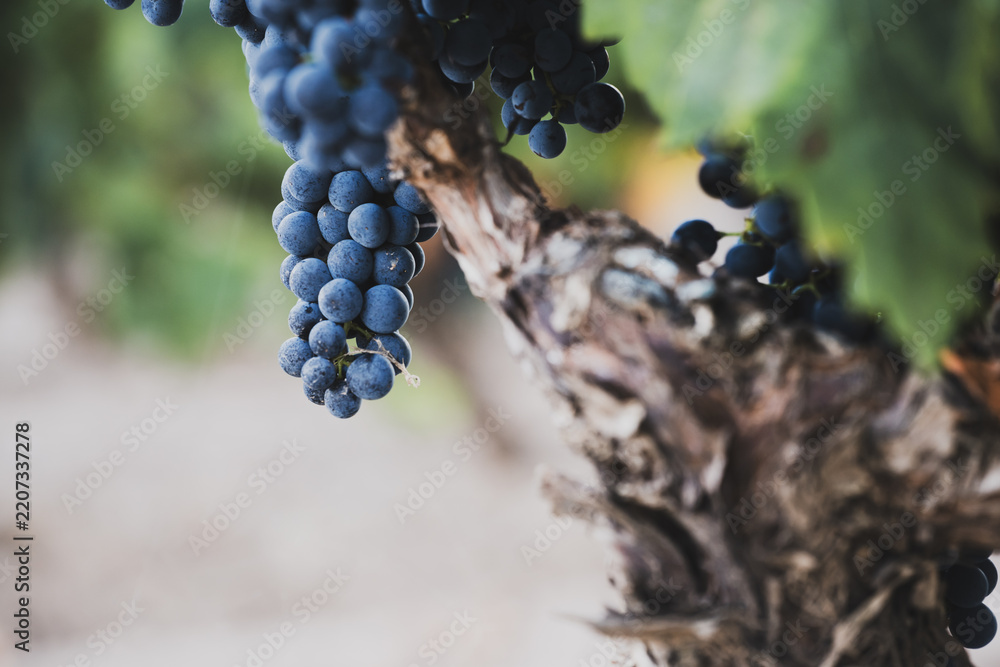 Obraz premium Ripe grape cluster hanging from gnarled old grapevine
