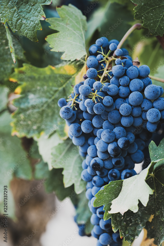 Obraz premium Ripe blue-purple grape bunch growing on grapevine