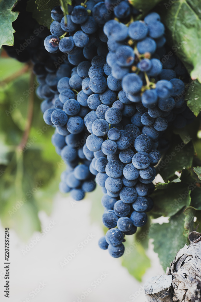 Obraz premium Ripe blue-purple grape clusters hanging on vine