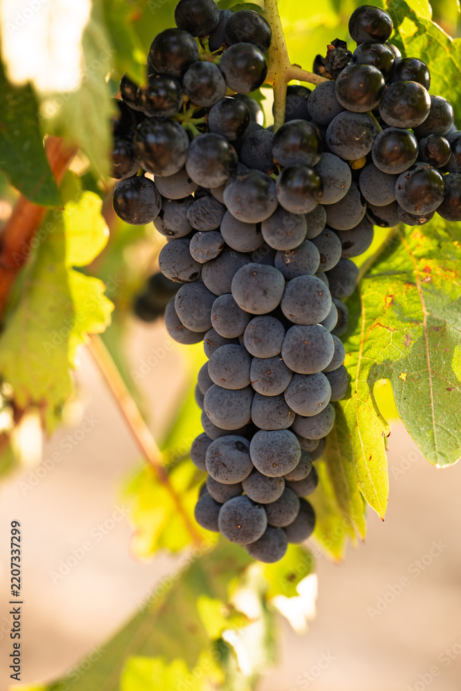 Obraz premium Ripe dark grapes growing on vine in vineyard