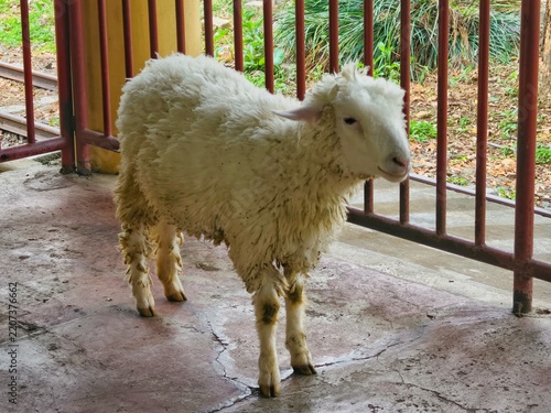 Sheep standing in enclosure, woolly animal, farm livestock, outdoor enclosure, fence bars, concrete floor