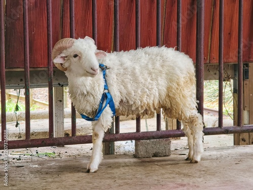 Ram with large curved horns wearing a blue harness standing in a pen with red wooden fence