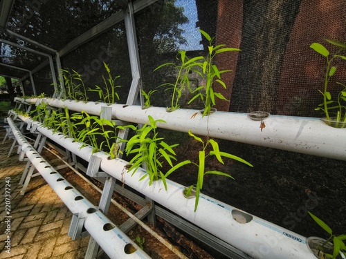 Hydroponic farming setup with water spinach plants in white PVC pipes on racks