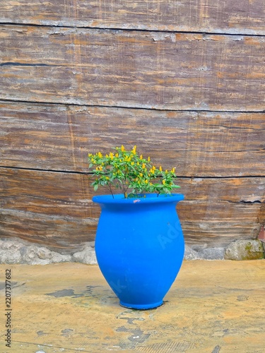 Vibrant blue pot with yellow flowers against weathered wooden wall background
