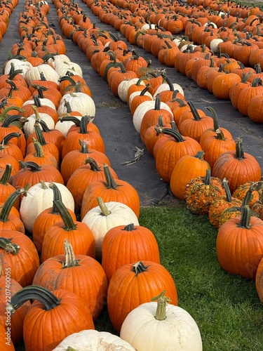 Rows of orange and white pumpkins lined up on display at an autumn farm pumpkin patch