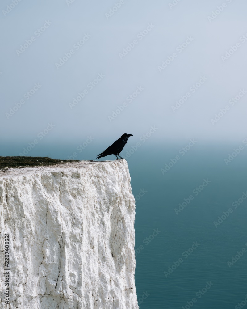 Fototapeta premium Raven perched on a chalk sea cliff