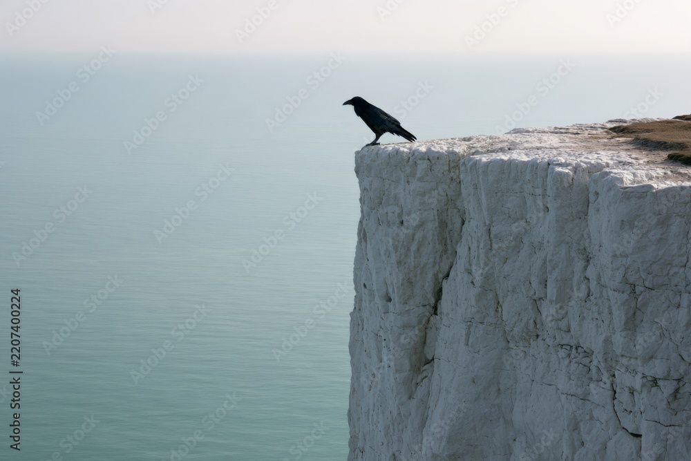 Obraz premium Raven perched on a chalk sea cliff