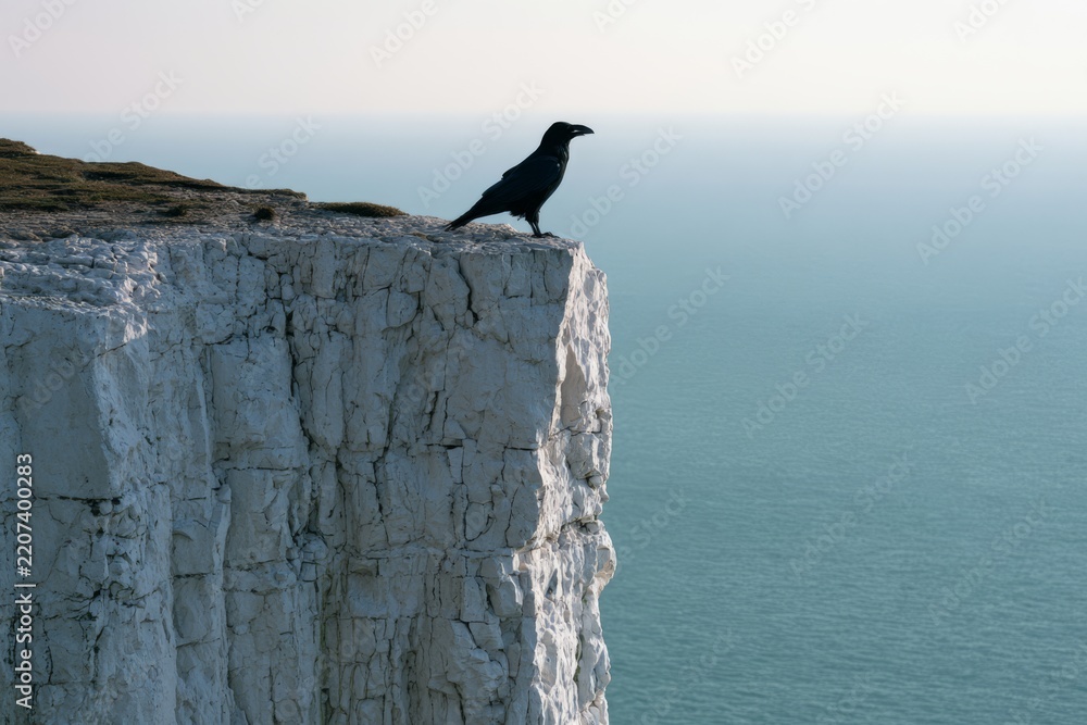 Obraz premium Raven perched on a chalk sea cliff