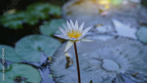 Obraz na plátně water lily in the water
