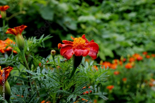 Marigold, 마리골드, 매리골드, 국화과, 꽃, 향신료 