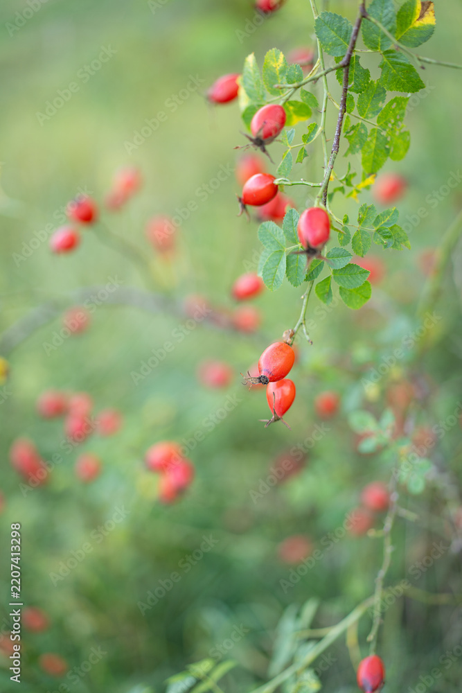 Fototapeta premium Close-up of bright red rose hips growing on a wild rose branch surrounded by green leaves and soft natural greenery. Seasonal autumn nature background with shallow depth of field and copy space..